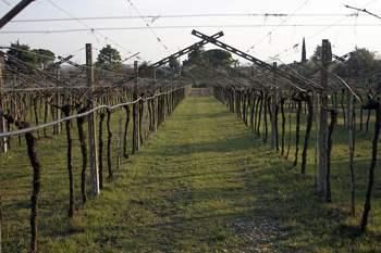 Vigneti Bardolino