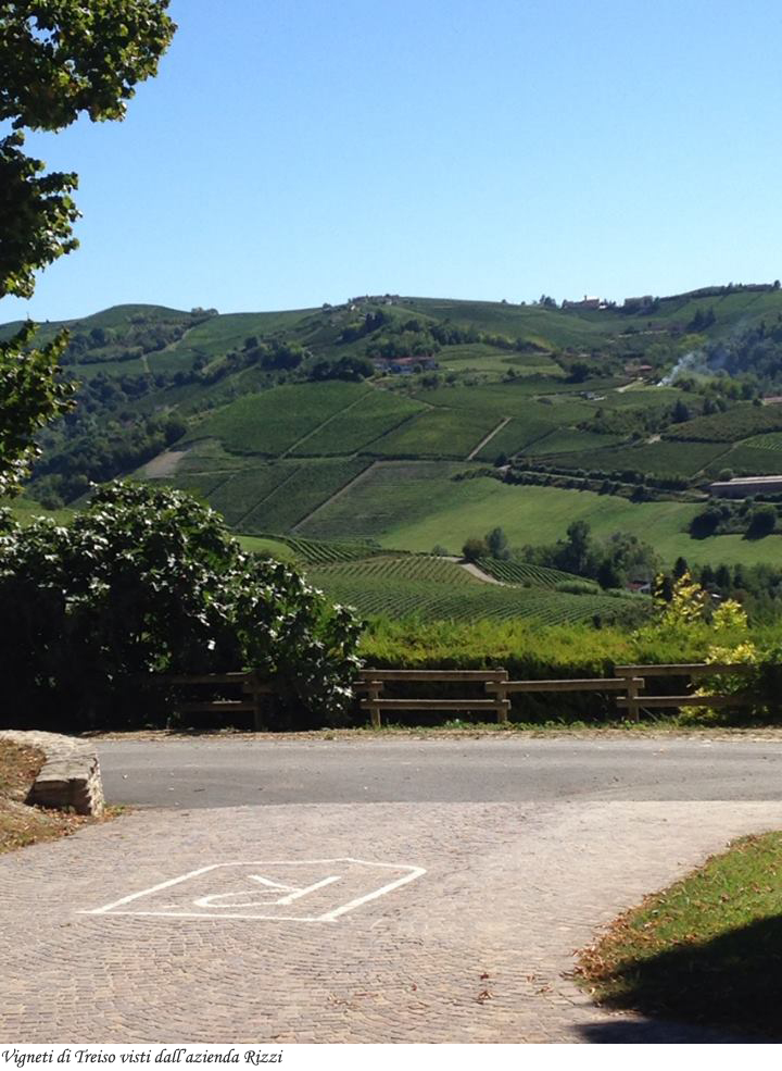 Vigneti a Treiso (Madonna di Como) di fronte all'azienda Rizzi