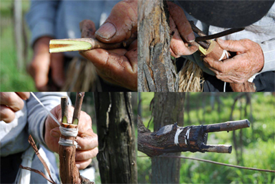 Diversi tipi di innesto presso l'azienda Ale.Pa.