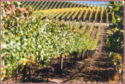 Carneros - Napa Valley