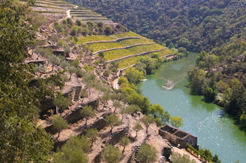 Vigne nel Douro