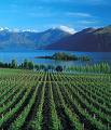 Vigneto in Nuova Zelanda