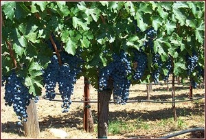 Petite syrah