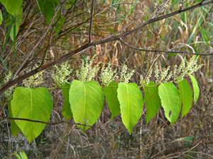 Pianta Polygonum cuspidatum