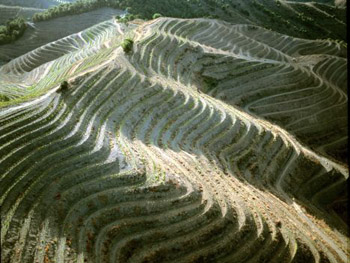 carattreristico terreno del Priorat