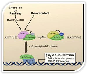 Schema sul resveratrolo