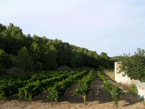 Vigneto Bodega Sa Cova - Ibiza