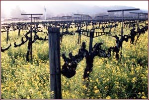 Vigneto a Santa Cruz