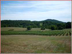 Vigneto in Virginia