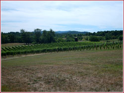 Vigneto in Virginia visto da un'altra angolazione 
