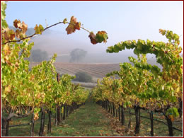 Vigneto a Tablas Creek