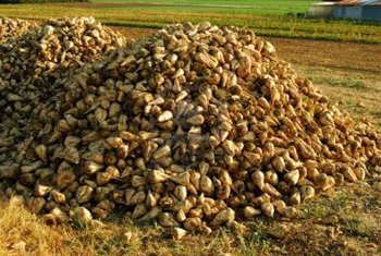 Barbabietole da zucchero