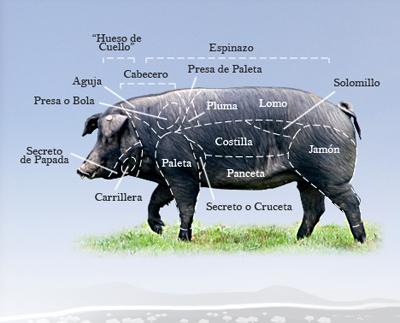 Sezioni del cerdo iberico
