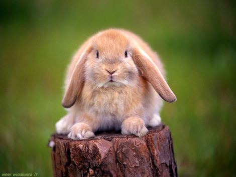 Coniglio