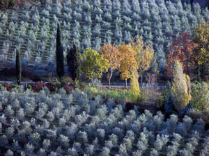 Oliveto - fotografia di Lorenzo Bojola