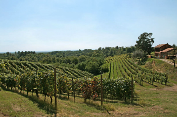 vigneti tenuta Bramaterra, azienda Sella