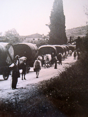 Corteo di botti verso Novare, dalla Serego Alighieri, anni '30