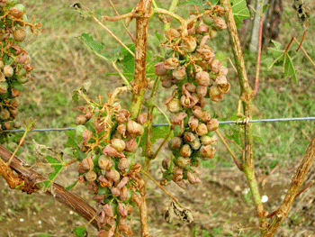 Grappoli attaccati dalla grandine