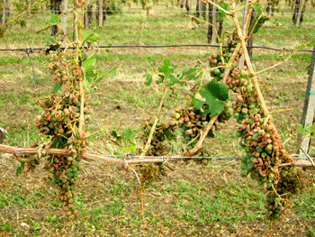 Gli effetti disastrosi della grandine