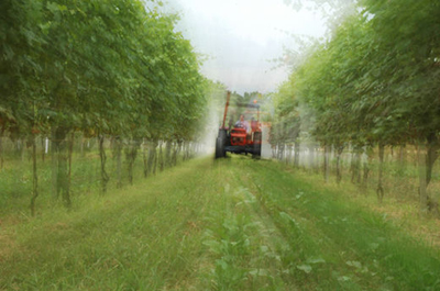 Trattamento in vigna