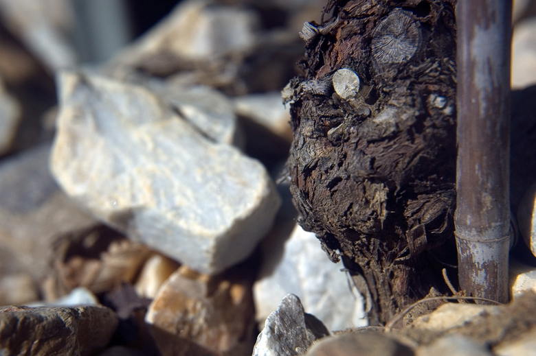 le pietre nella Tenuta Tignanello