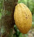 Cacao