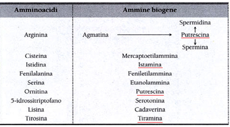 Rapporto Amminoacidi-Ammine biogene