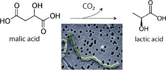 fermentazione malolattica: la formula