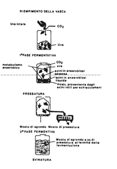Fasi di vinificazione