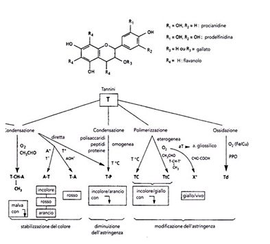 schema dei tannini