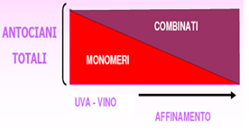 combinazione dei tannini durante l'affinamento