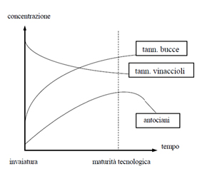 formazione dei tannini