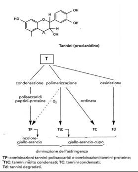 Condensazione, polimerizzazione, ossidazione