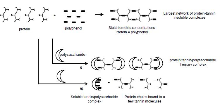 Relazione fra proteine, polifenoli e polisaccaridi