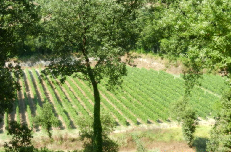 Il vigneto visto dall'alto