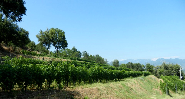 La vigna del Montevetrano