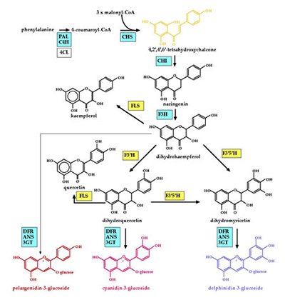 Le catene degli antociani
