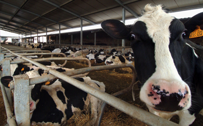 Le mucche da latte presso l'azienda Bertinelli di Medesano (PR)