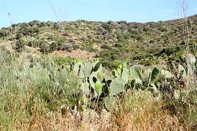 Campo di fichi d'India