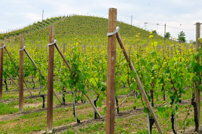 Il Bricco Caramelli - Az. Mossio