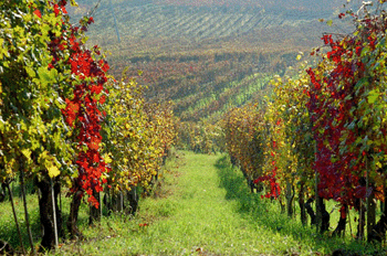 Filari in autunno