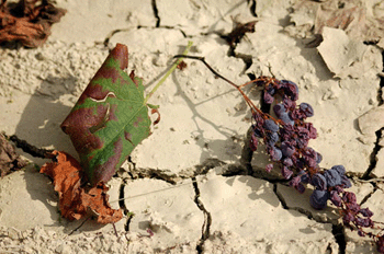 Un grappolo scartato