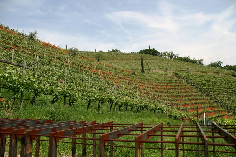 Il vigneto del Feldmarschall Von Fenner