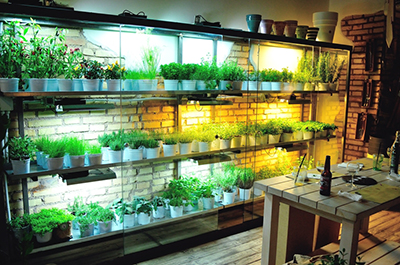 La serra con le piante romatiche