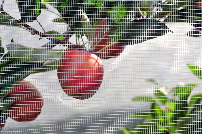 Le mele di Fontecornino