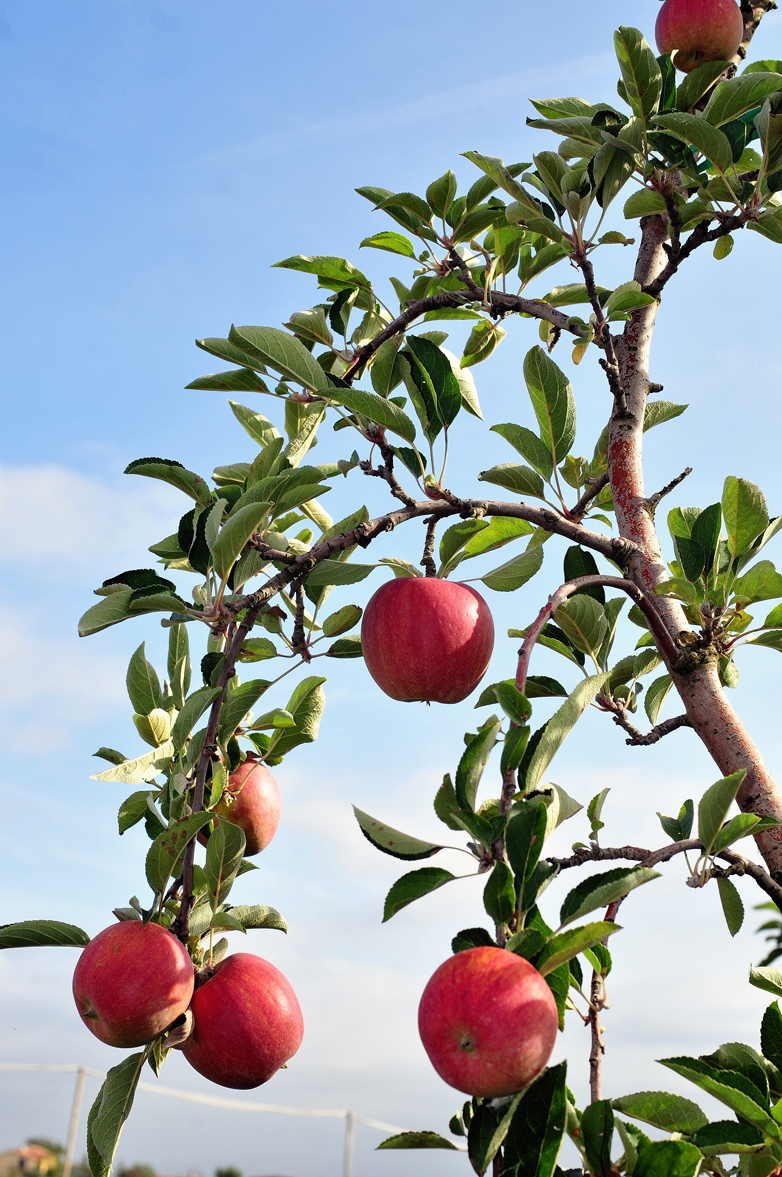 Mele quasi pronte per essere raccolte