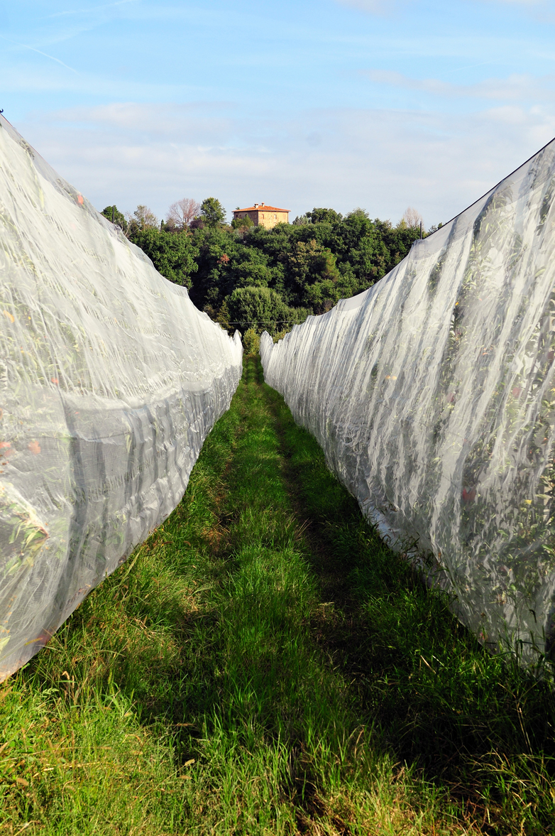 I filari di meli