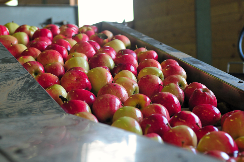 Il rullo dove scorrono le mele