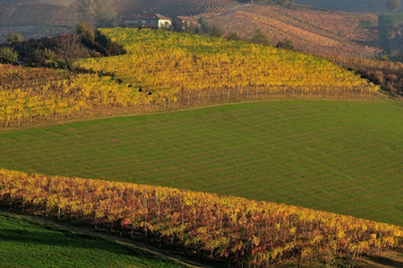 Vigneti nella zona di Monforte d'Alba