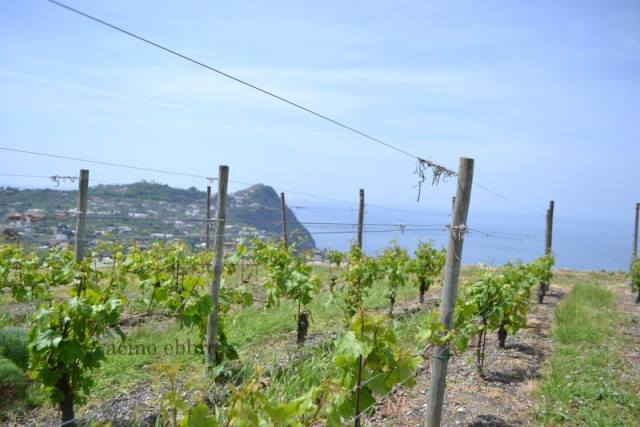 Giardini Arimei, le vigne
